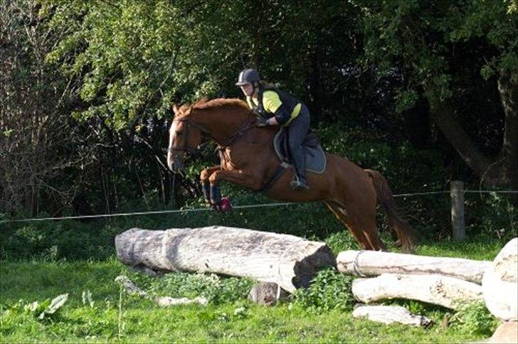 Dansk Varmblod La Fidelle ( frikadellen) - En lidt større kævle, hun er dejlig afslappet og sikker på hvordan hun skal løse opgaven. billede 4