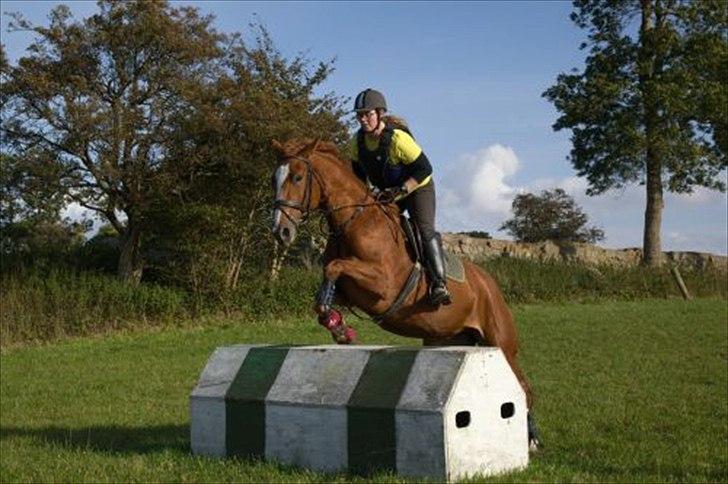 Dansk Varmblod La Fidelle ( frikadellen) - Skønt unghestespring, halvlange tøjler og en afslappet hest i balance. billede 5