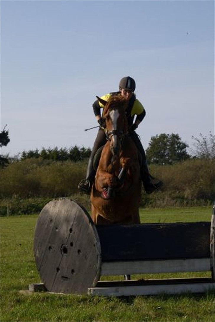 Dansk Varmblod La Fidelle ( frikadellen) - Her er det tydeligt at hendes spring afstamning ikke fornægter sig, nyd lige den forbensteknik, effektivt og uden drama. billede 6