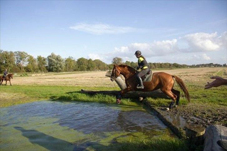Dansk Varmblod La Fidelle ( frikadellen) - Dette er ikke en levade, men frikadellens første tur i vandet, igen fuldstændig udramatisk og i balance, dejlig hest :) billede 7