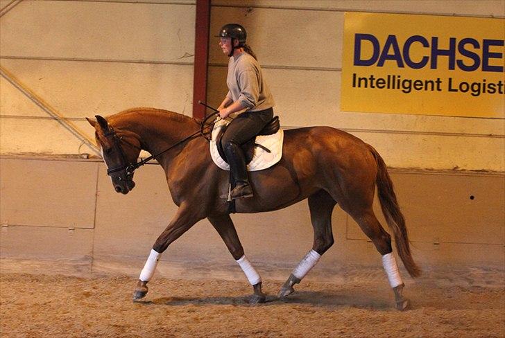 Dansk Varmblod La Fidelle ( frikadellen) - Lidt bag lod, men dejlig afslappet, lidt remonte ridning i juni 2011 billede 8