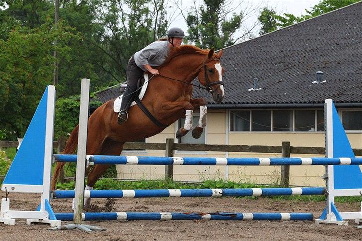 Dansk Varmblod La Fidelle ( frikadellen) - Anden gang hvor frikadellen springer under rytter, hun ser ud som om hun aldrig har lavet andet :) billede 9