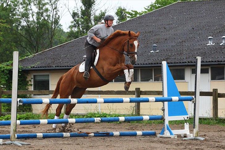 Dansk Varmblod La Fidelle ( frikadellen) - Nyd lige mit ansigtsudtryk :) ha ha det er vist hårdt arbejde at indspringe ungheste. billede 10
