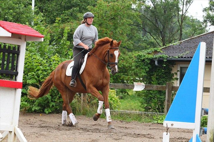 Dansk Varmblod La Fidelle ( frikadellen) - På vej hen til 100 cm okser, kun hendes anden gang springning under rytter, se lige den afslappede og fokuserede hest :) billede 11