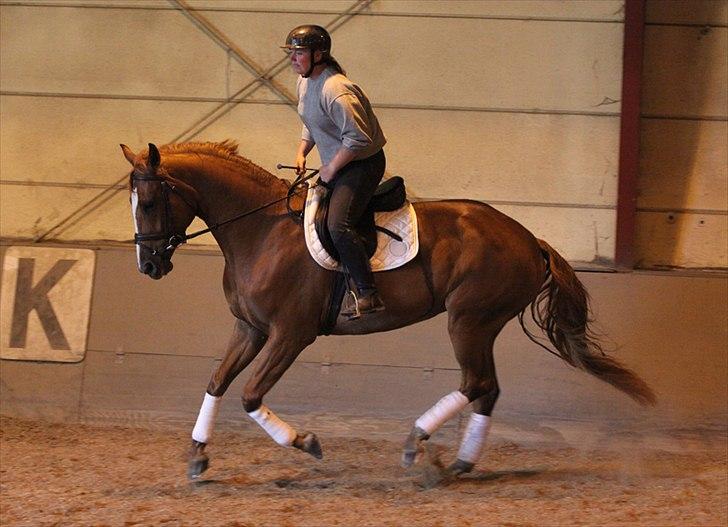 Dansk Varmblod La Fidelle ( frikadellen) - Lidt for lange tøjler, ( min svaghed) men dejlig balance og man fornemmer hendes store styrke i galoppen. billede 12