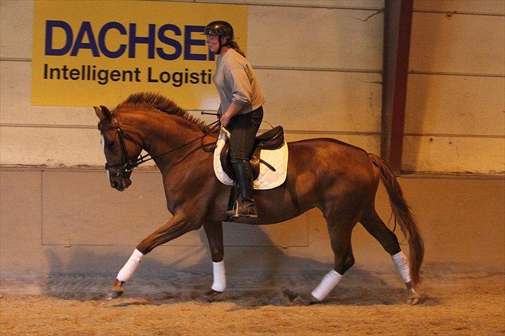 Dansk Varmblod La Fidelle ( frikadellen) - Efter kun ca. 25 gange under rytter a`20 min. ridning, er dette resultatet, DYYYYGTIIG hest ! billede 13