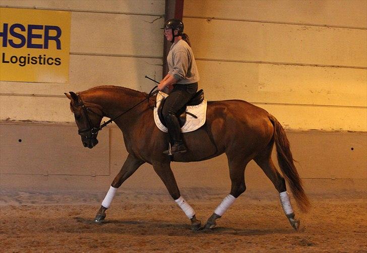 Dansk Varmblod La Fidelle ( frikadellen) - Igen lidt remonteridning. billede 14