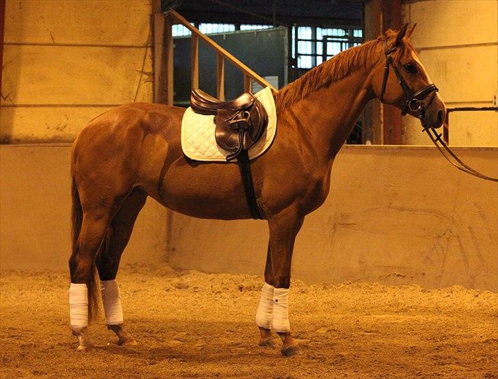 Dansk Varmblod La Fidelle ( frikadellen) - 4 år gammel og redet 25 gange, musklerne havde hun i forvejen, de ligger til den familie. billede 15