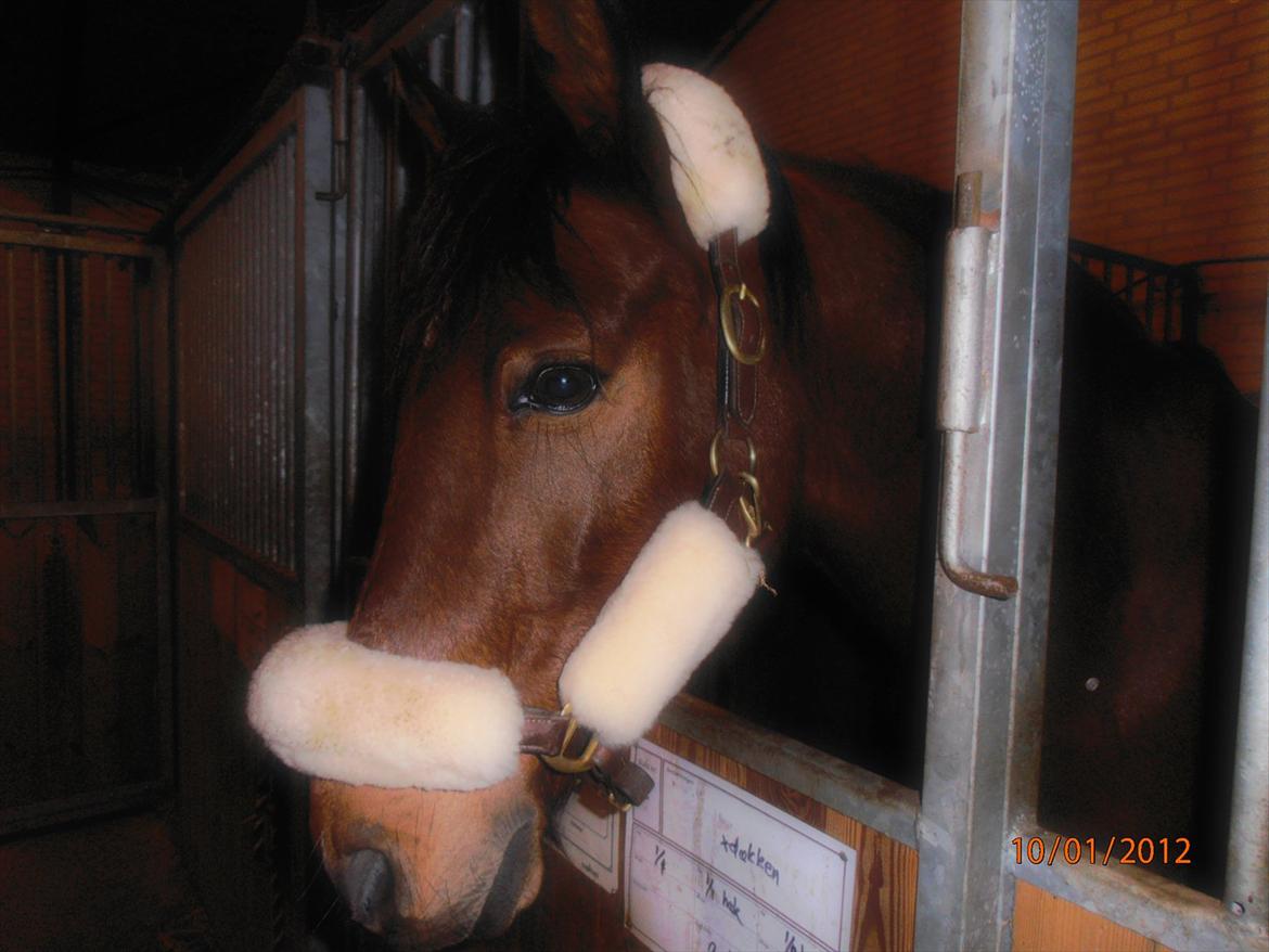 Welsh Cob (sec D) Hatting Aron - Aron med sit fine lam på grimen :) billede 18
