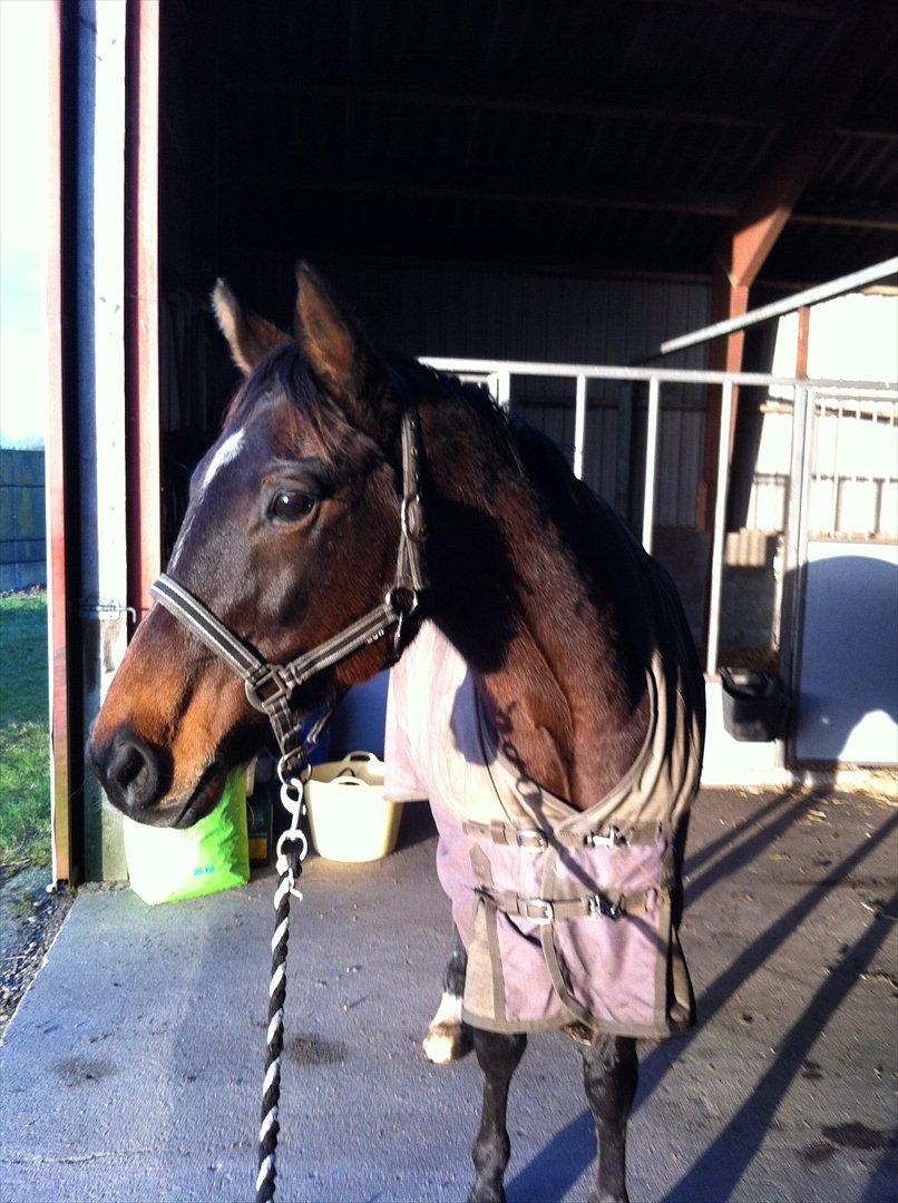 Fuldblod (XX) Adept ( himmel hest) billede 10