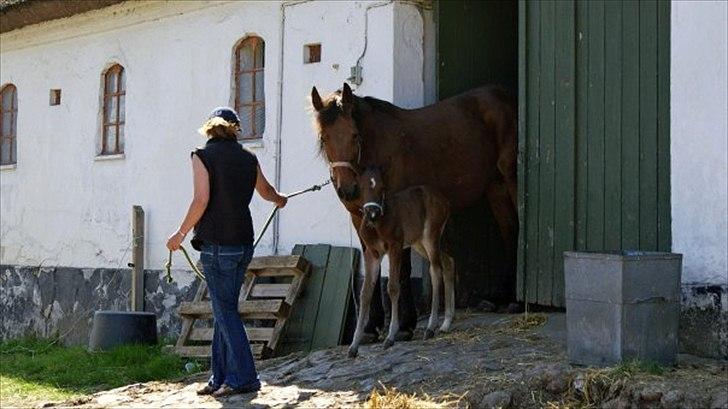 Traver Magic - Mag 1 dage gammel  billede 1