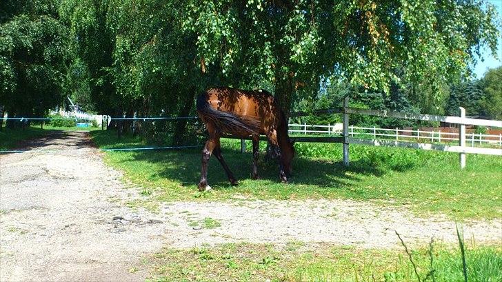 Traver Magic billede 3