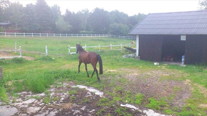 Traver Magic - ha der løb jeg fra hende billede 4