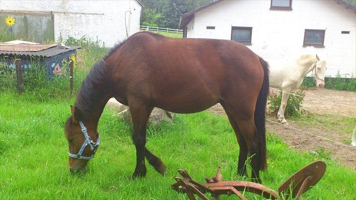 Traver Magic billede 5