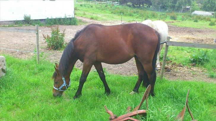 Traver Magic billede 6