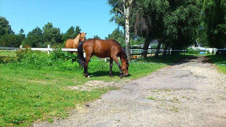 Traver Magic billede 7