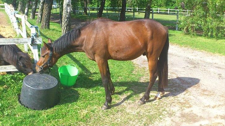 Traver Magic - Laver du noget spændene sormy billede 9