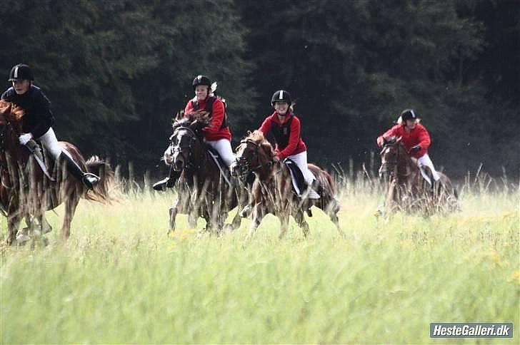 Anden særlig race Destiny | VSR - 15; Når Desse får frie tøjler og bare kan løbe som det passer hende.. Den dygtige lille pony, aldrig gav hun op. [Fotograf; ECS?] billede 15