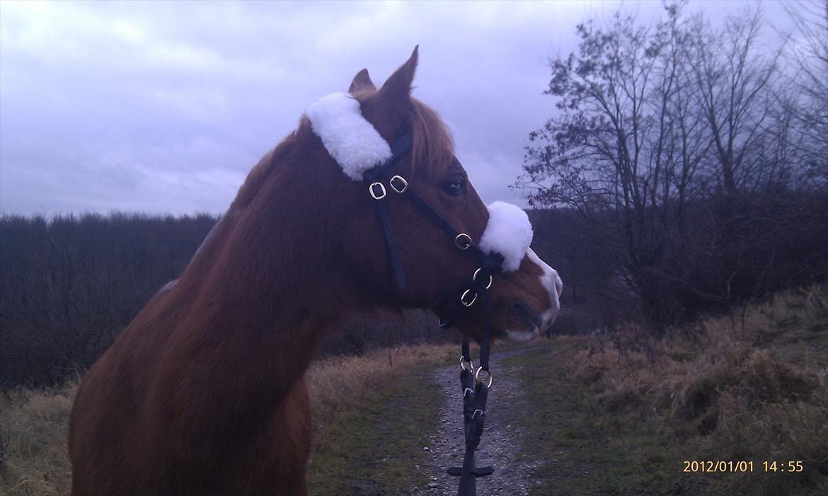 Anden særlig race Fireball - MinBedsteVen <3 - At noget er perfekt betyder ikke at det er fejlfrit, men at du ikke ønsker det anderledes <3 billede 17