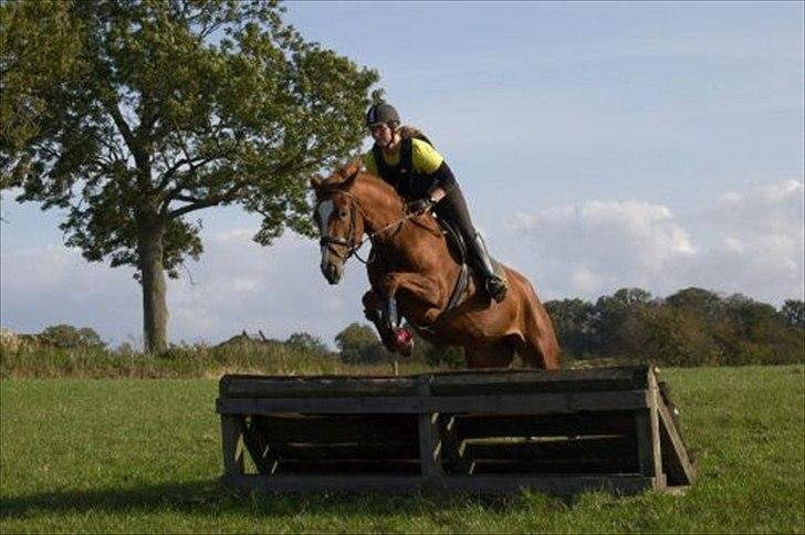 Dansk Varmblod La Fidelle ( frikadellen) - Stadig kursus hos eric smiley og hendes første "tur" på en terrænbane. billede 16