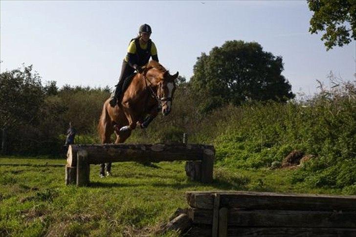 Dansk Varmblod La Fidelle ( frikadellen) - Lidt længere fremme på banketten stadig i fin stil. billede 17
