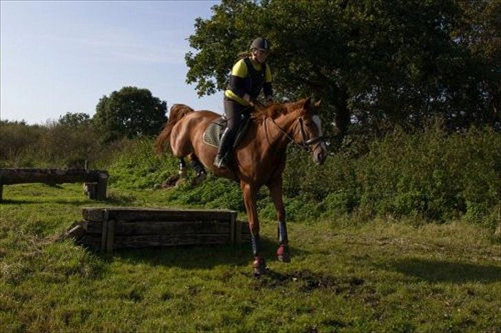 Dansk Varmblod La Fidelle ( frikadellen) - Og så skal vi også ned fra banketten, nyd lige den bagbensteknik, ultra forsigtig, så skidt med at piloten er lidt bagud bevægelsen :) billede 18