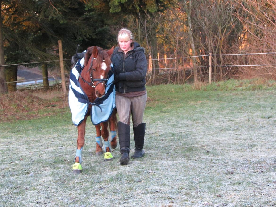 Welsh Pony (sec B) Bjerregårds Gandalf - Jordtræning med Gandalf. billede 9