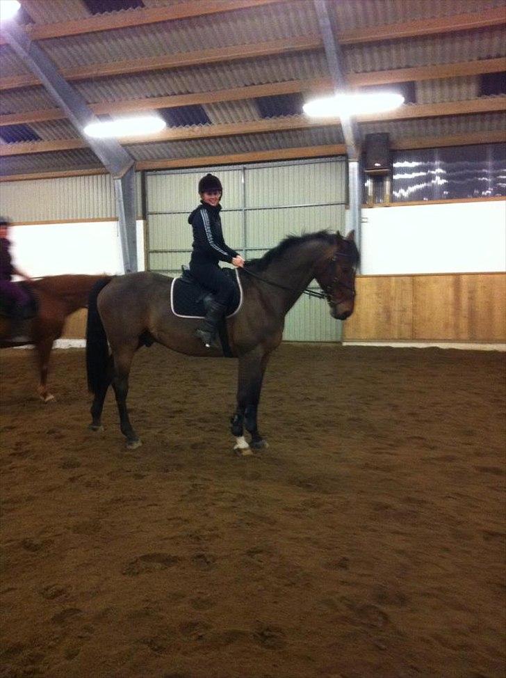 Tysk Oldenburger Landini - den dag vi fik ham  billede 5