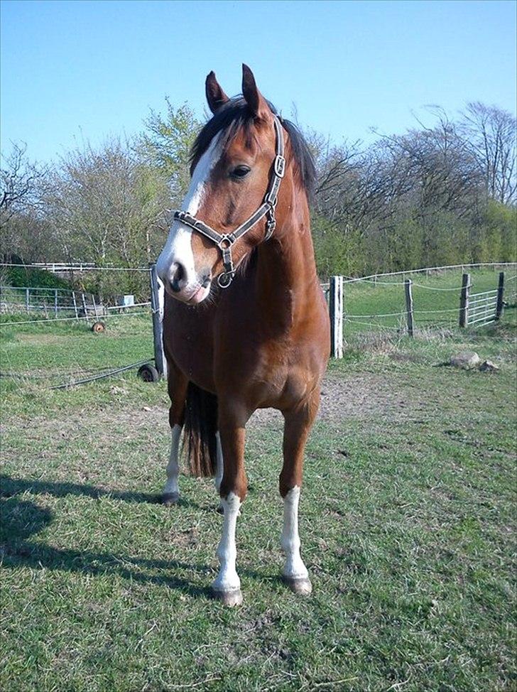 Anden særlig race Hedegårds My Precious billede 20