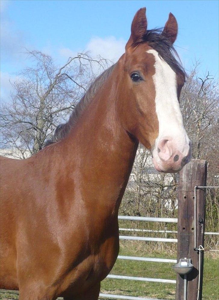 Anden særlig race Hedegårds My Precious billede 17