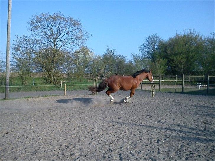 Anden særlig race Hedegårds My Precious billede 19