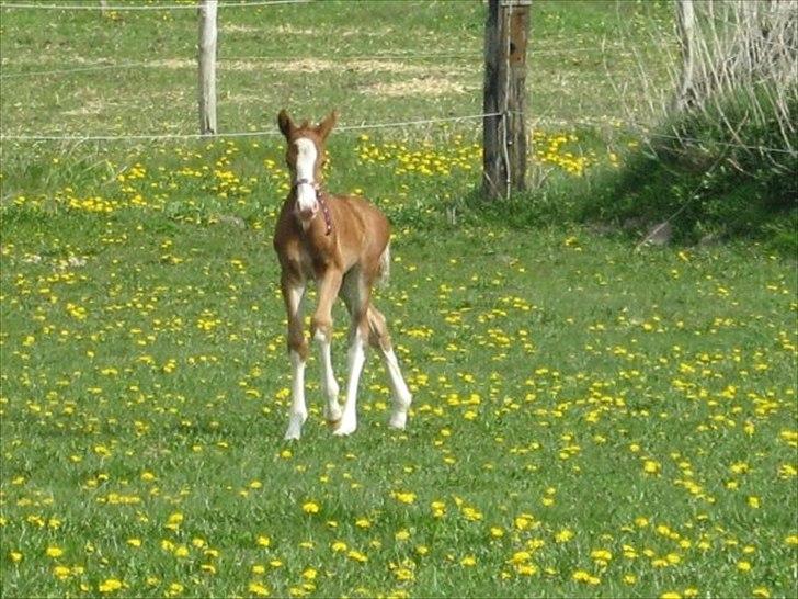 Anden særlig race Hedegårds My Precious - Under 1 uge gammel.. billede 10