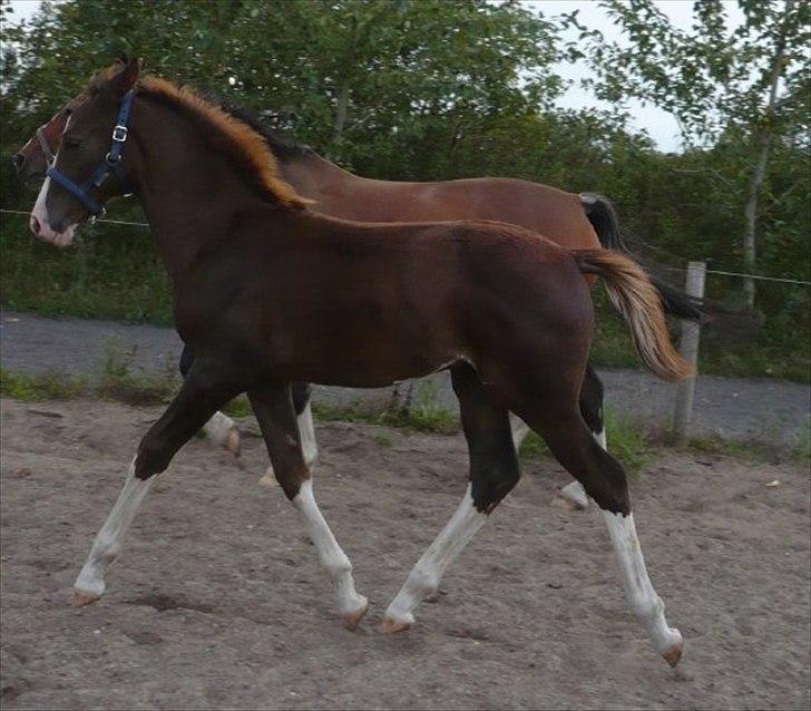 Anden særlig race Hedegårds My Precious billede 12