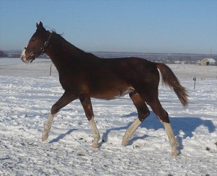 Anden særlig race Hedegårds My Precious billede 14