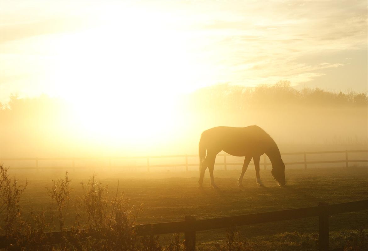 Trakehner Philippa - Foto: Stella M. Kristensen billede 4