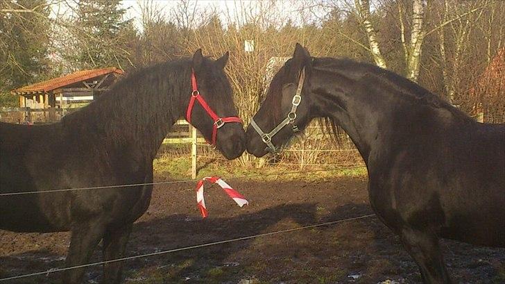 Frieser Joukje W. #SOLGT# - Første møde med Ieke.
Sådan stod de i 3 dage før de blev lukket sammen. Det foregik uden bøvl.. billede 10