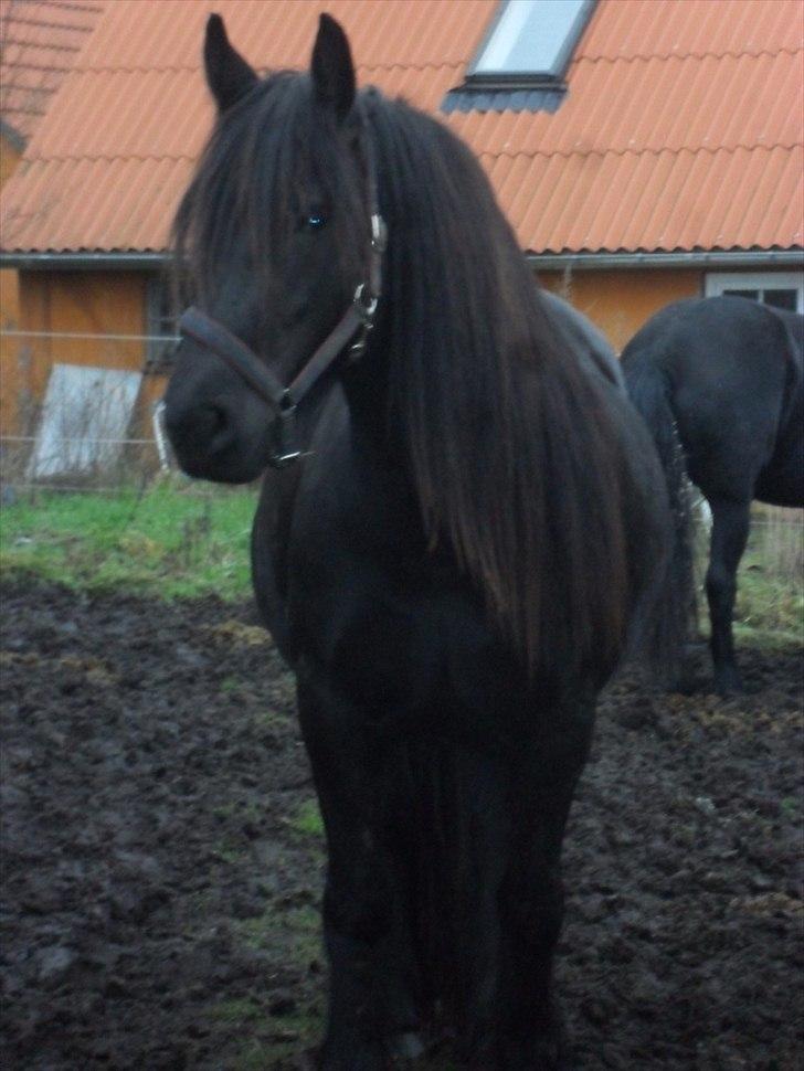 Anden særlig race Amaya #SOLGT# - 5 januar 2012 billede 6