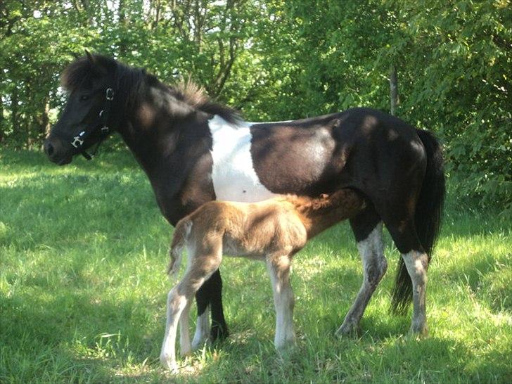 Islænder Depla Fra Isstod - Depla med hendes føl som hun fik sidste sommer! billede 5