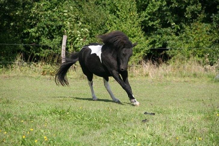 Islænder Depla Fra Isstod - Fantastisk hest! billede 11