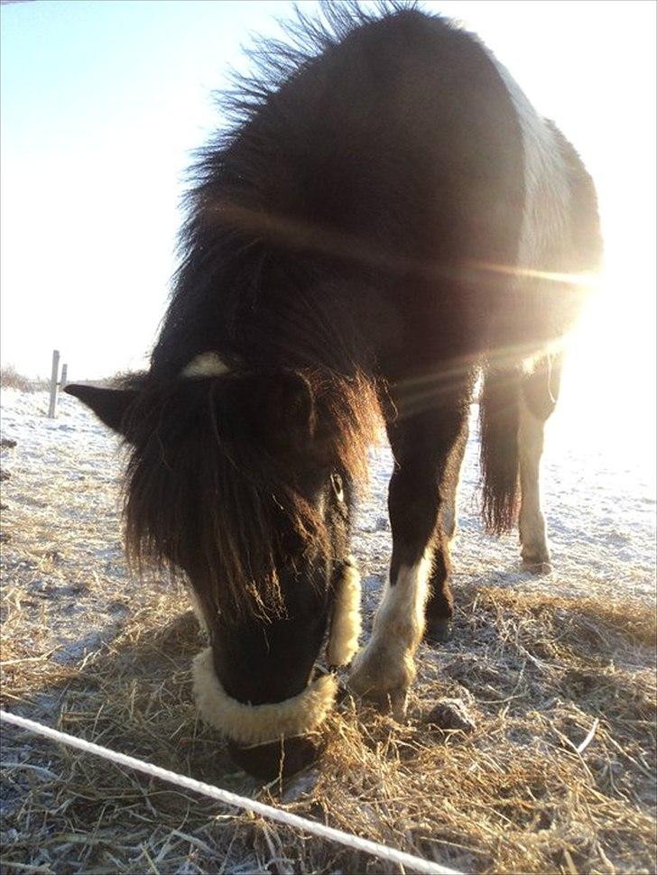 Islænder Depla Fra Isstod - Nysgerrig! billede 12