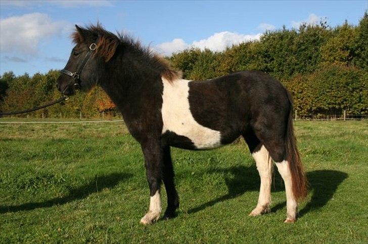 Islænder Depla Fra Isstod - søde hest<3  billede 1