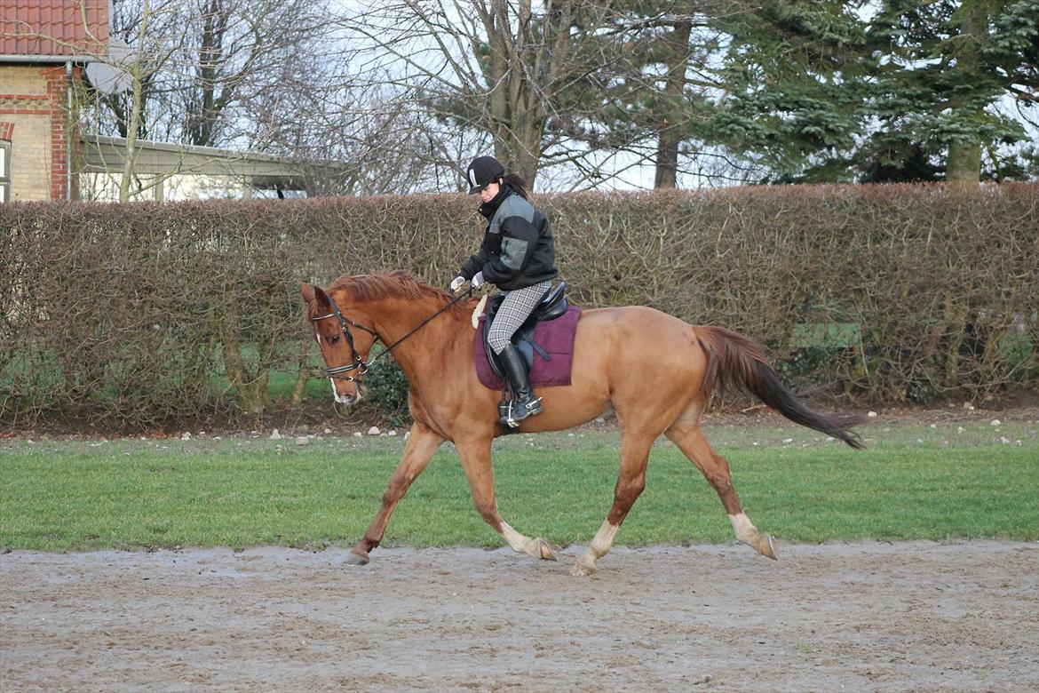 Hollandsk Varmblod Vivid "Tidligere låne hest" - Fotograf Susanne Nielsen  billede 1