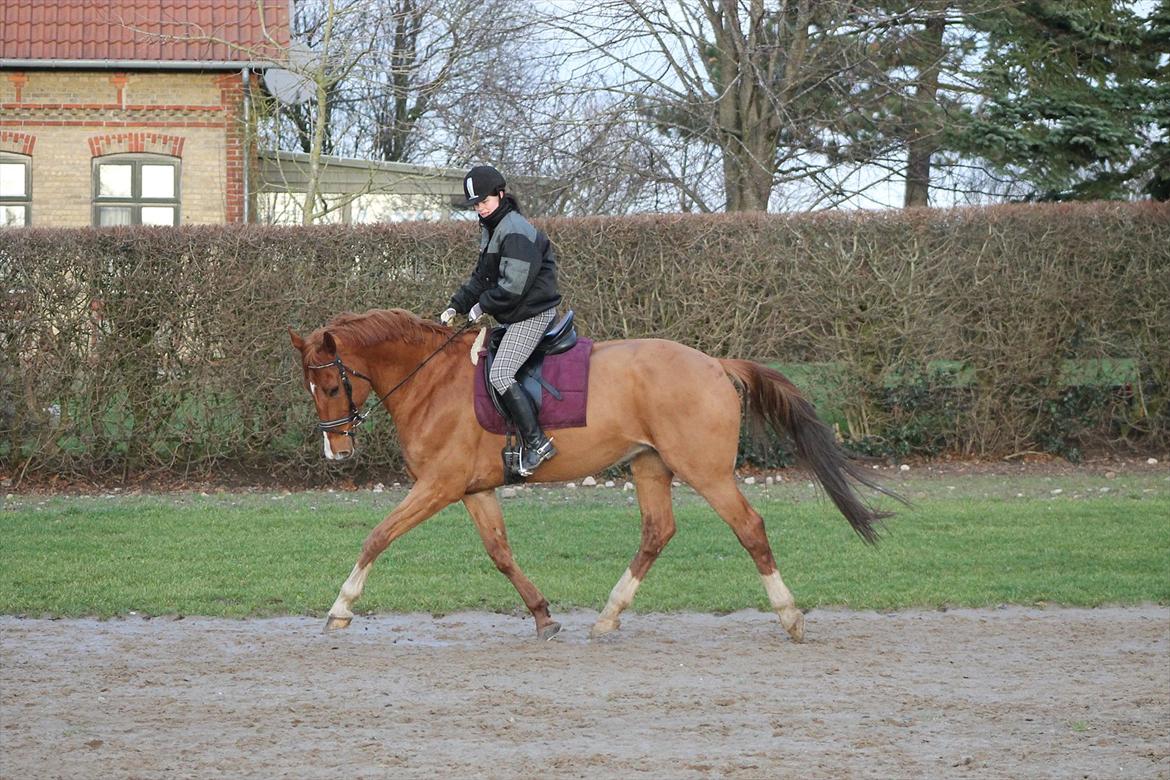 Hollandsk Varmblod Vivid "Tidligere låne hest" billede 2