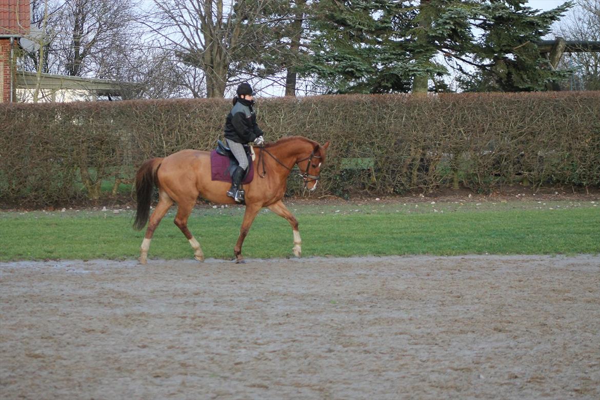 Hollandsk Varmblod Vivid "Tidligere låne hest" billede 3
