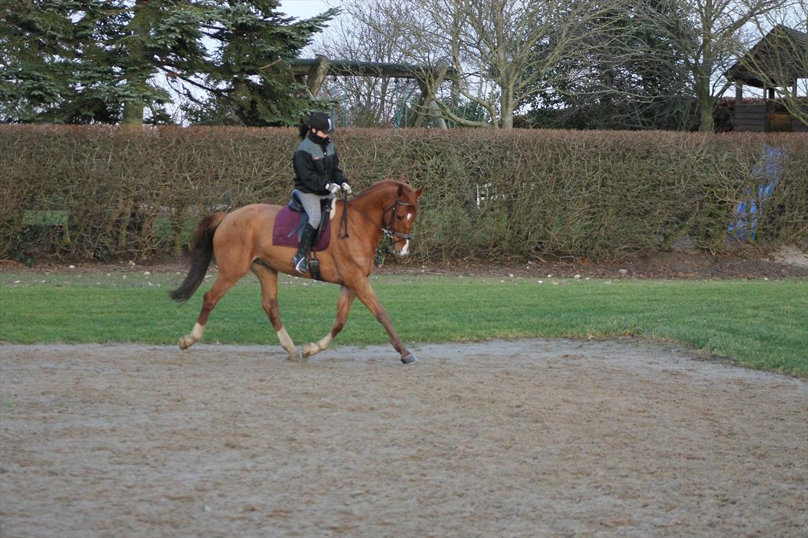Hollandsk Varmblod Vivid "Tidligere låne hest" billede 4