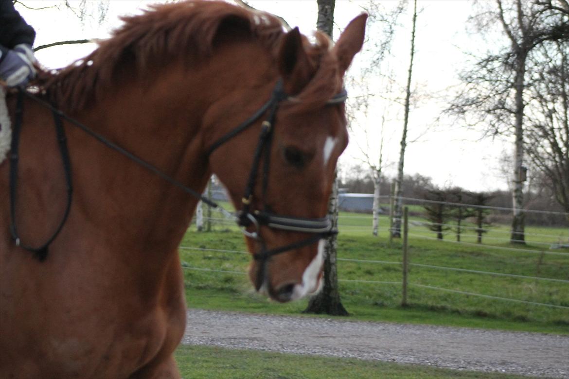 Hollandsk Varmblod Vivid "Tidligere låne hest" billede 5
