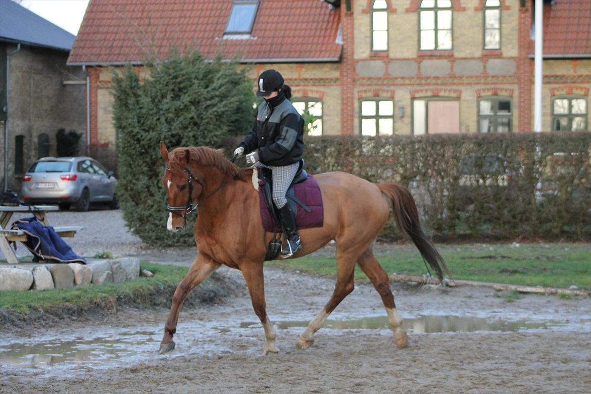 Hollandsk Varmblod Vivid "Tidligere låne hest" billede 6