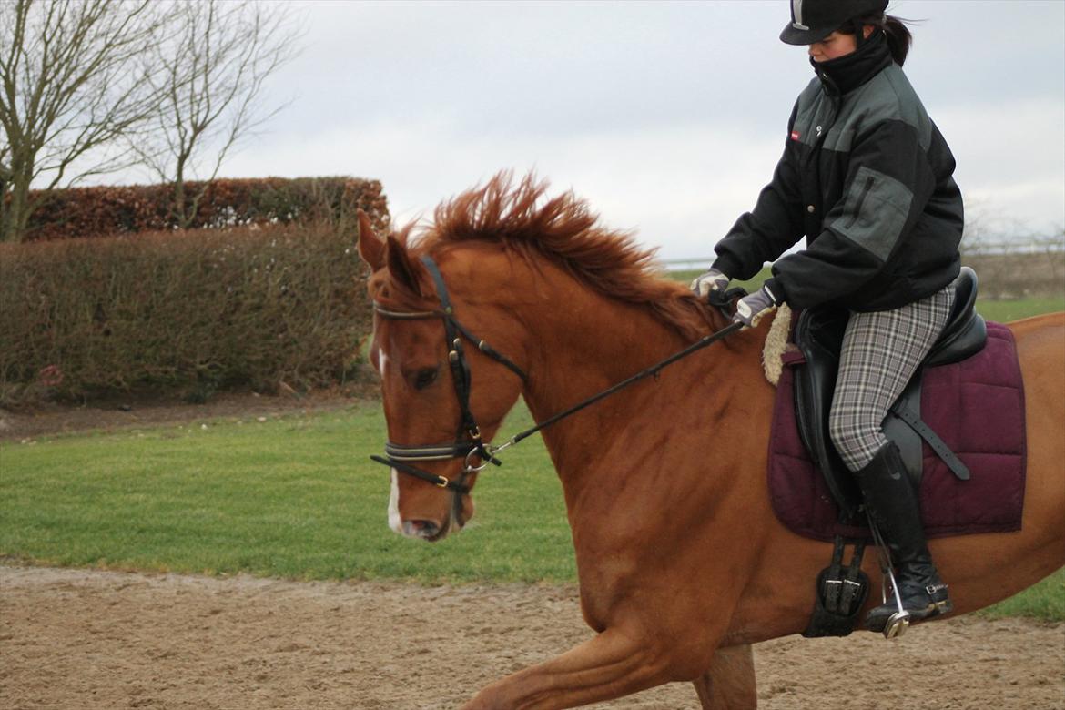 Hollandsk Varmblod Vivid "Tidligere låne hest" billede 7
