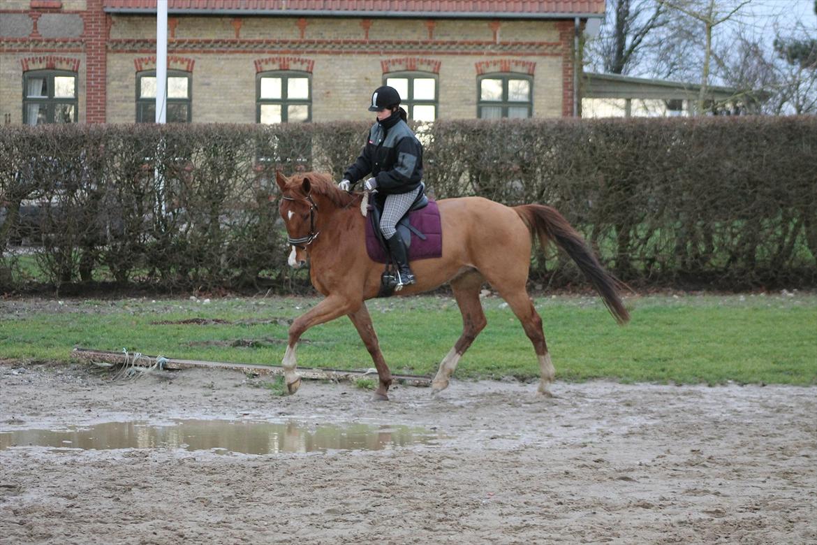 Hollandsk Varmblod Vivid "Tidligere låne hest" billede 8