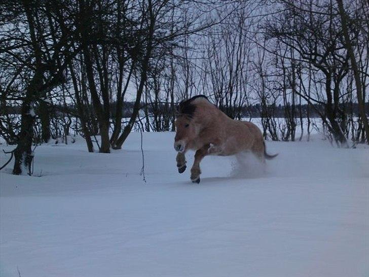 Anden særlig race Bastian (solgt) - Juhuuu hvor det går - sne, sne og atter sne....år 2010 billede 4